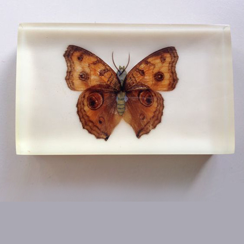 Lucite Butterfly Embedment Paperweight for Insects Collection Lover