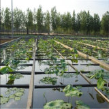 0.75mm/30mil Virgin Material High Quality HDPE Geomembrane for Aquaculture Ponds