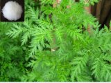 Artemisia Annua L Extract Artemisinin CAS No.: 63968-64-9