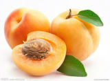 High Quality Apricot Kernel Extract Vitamin B17