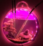 Round Acrylic Fish Bowl with LED