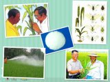 Plant Agrochemicals Insecticide Pesticide Pyridaben