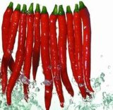 Pure Natural Chili Extract--Capsaicin on Sell