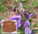 Natural Tanshinol 10%-98% Herbal Danshen Extract Salvia Miltiorrhiza Extract