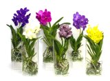 Clear Acrylic Vanda Flower Display Vase