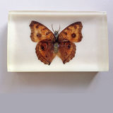 Lucite Butterfly Embedment Paperweight for Insects Collection Lover