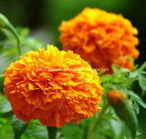 Marigold Flower Extract Zeaxanthin 5%~80% HPLC