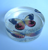 Transparent Flat Crystal with Colored Butterfly (CP4011)