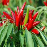 Hot Sale Factory Supply Directly 100% Natural Capsaicin