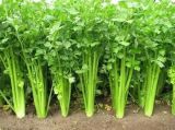 Natural Celery Leaf/Celery Leaves/Apigenin Extract Powder/Anti-Tumor
