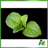Mentha Arvensis Oil From Manufacture