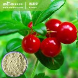 Natural 99% Bearberry Extract Beta Arbutin, Alpha Arbutin