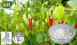 100% Natural Red Pepper Extract: Capsaicin 60%, 95%, 97%, 99%; 10: 1; 20: 1