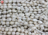 Big Size Baroque Nucleared Pearls