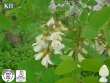 Sophora Japonica Extract - Rutin 95%, 98%