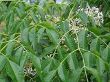 Toosendanin Melia Azedarach Extract/White Cedar Extractract/Chinaberry Extract