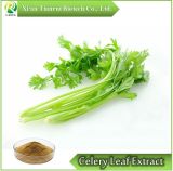 Natural Celery Leaf Power Extract /Apigenin Celery Leaf P. E.