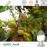 Natural Galla Chinensis Extract 99% Gallic Acid
