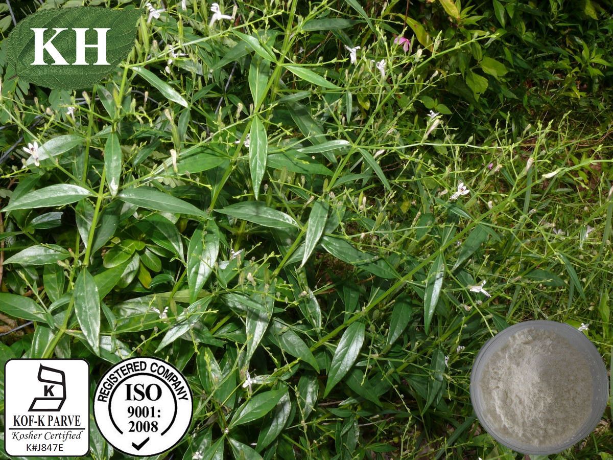 Andrographolide 5%-99% Andrographis Paniculata Extract