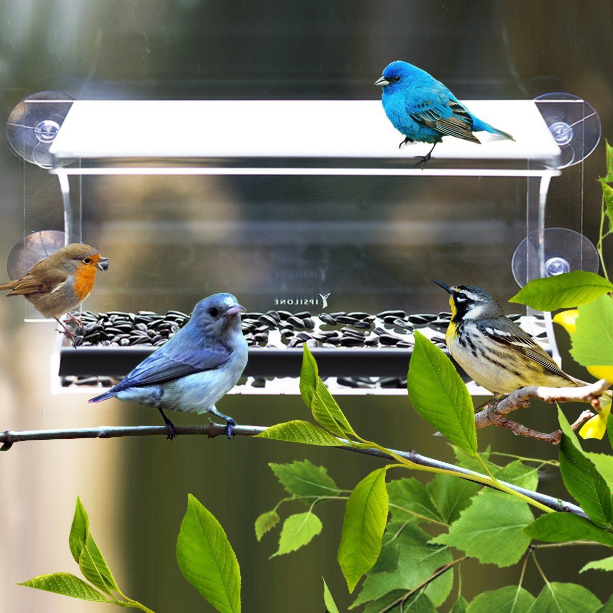 Wholesale Hanging Acrylic Bird Feeder