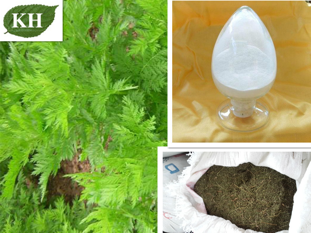 100% Natural Arteannuin/Qinghaosu/ Artemisinine/ CAS No: 63968-64-9