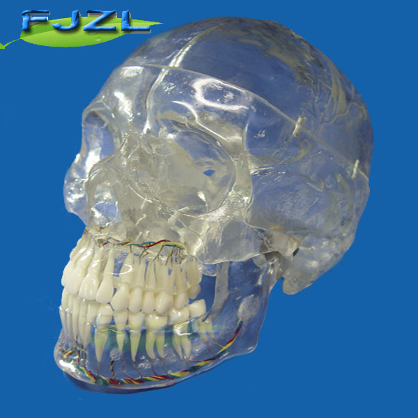 Transparent Crystal Skull with Dental