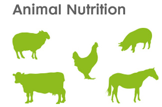 High Quality Choline Chloride 60%/ 70%/ 75% COB/ Silica Feed Grade