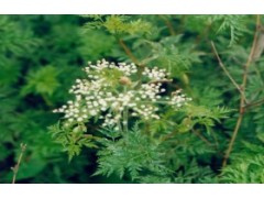 100% Natural Ligustrazine Extract--Ligustrazine