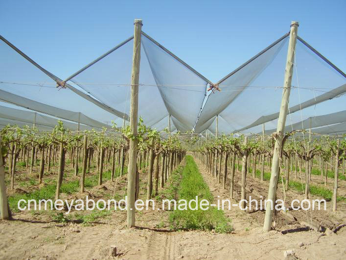 Agriculture Anti-Bee Net in    Agriculture Farms