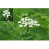 Supply Cnidium Monnieri Extract Osthole