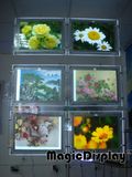 Window Hanging Acrylic Light Box Display (MDCLB)