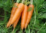 Carrot Root Extract