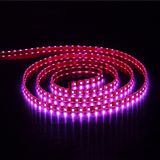 SMD 5060 60 LEDs/M IP65 High Power Flexible Strip