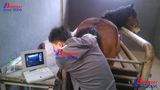 Veterinary Ultrasound Scanner, Portable Veterinary Ultrasound, Laptop Ultrasound Scanning