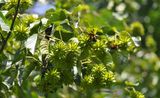 Anti-Tumor Camptotheca Acuminata Extract Camptothecin