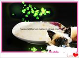 Lemon Silical Gel No Dust Cat Litter