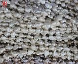 Large Baroque Pearls Loose (ES364)