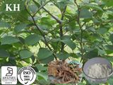 High Natural Polygonum Cuspidatum P. E
