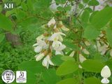 Health Rutin 95%UV NF11; Rutin 98%UV Ep; Sophora Japonica Extract