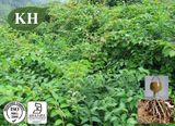 Supply 100 Natural Thunder God Vine Extract Triptolide 98% HPLC