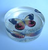 Transparent Flat Crystal with Colored Butterfly (CP4011)