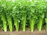 Natural Celery Leaf/Celery Leaves/Apigenin Extract Powder/Anti-Tumor