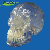 Transparent Crystal Skull with Dental