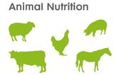 High Quality Choline Chloride 60%/ 70%/ 75% COB/ Silica Feed Grade