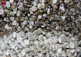 Big Size Multicolor Baroque Pearl Strand