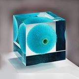 Creative Clear Acrylic Lucite Embedment
