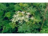 100% Natural Ligustrazine Extract--Ligustrazine