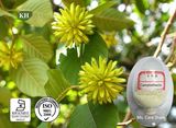 Camptothecine & Camptotheca Acuminata Decne Extract