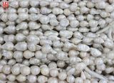 Big Size Baroque Nucleared Pearls