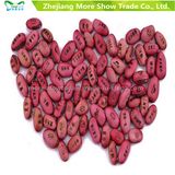 Magic Message Beans Seeds Fun Novelty Gift Grow Your Own Word Message